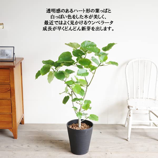 Amazon｜フィカス ウンベラータ ゴムの木 8号 ブラックセラ